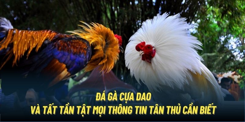 Giới thiệu hình thức chọi gà cựa dao 