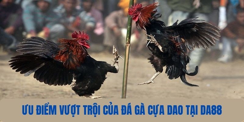 Ưu điểm của hình thức chọi kê cựa dao 