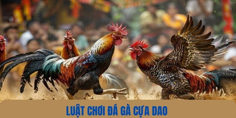 Luật chơi chọi gà bằng cựa dao chi tiết